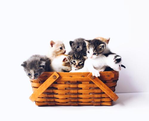 A group of five small kittens cuddled together inside a light brown woven basket against a plain white background.