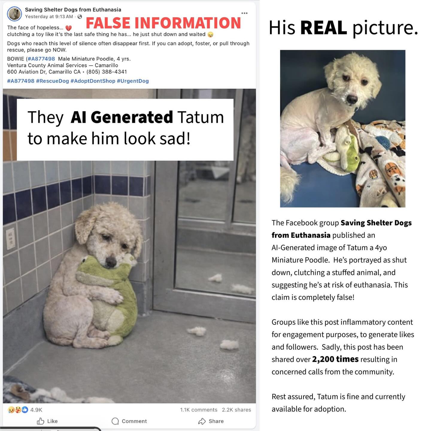 **Alt text:** Side-by-side graphic addressing misinformation about a shelter dog. On the left is a screenshot of a Facebook post from “Saving Shelter Dogs from Euthanasia” showing a small cream-colored poodle sitting in a kennel corner while hugging a green stuffed toy, with text over the image saying “They AI Generated Tatum to make him look sad!” and a red banner reading “FALSE INFORMATION.” On the right is the dog’s real photo: the same poodle sitting on a blanket and holding the same toy, looking alert rather than distressed. Accompanying text explains that the viral post used an AI-generated image to make the dog appear sad and at risk of euthanasia, while the real dog, Tatum, is safe and available for adoption.