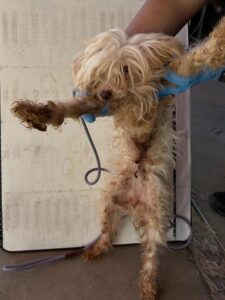 small dog with very matted, dirty fur being held up by someone wearing gloves. The dog’s coat appears tangled and possibly neglected, with discoloration and debris stuck in the hair. Its face is partly covered by long, overgrown fur, and its body looks thin and unkempt.