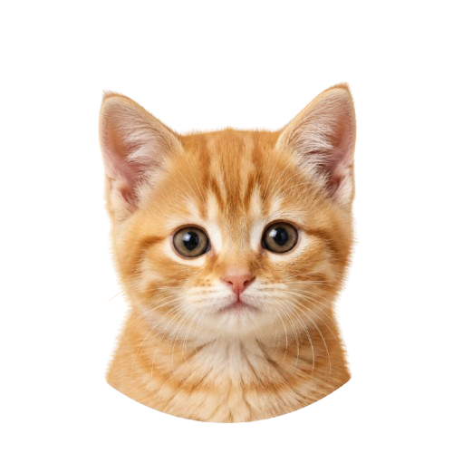 DACC Kitten