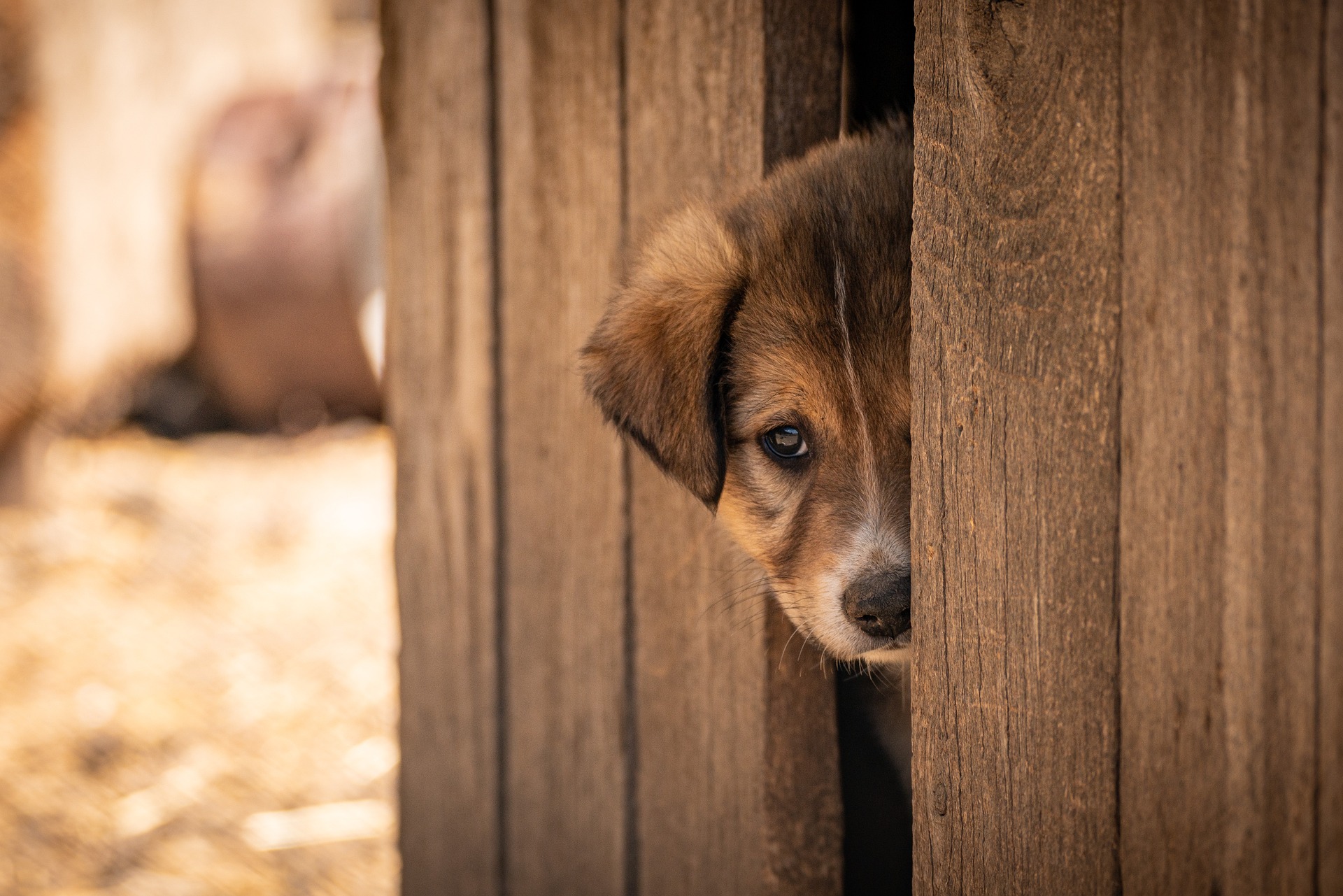 A small brown and white puppy looks through a narrow gap in a rustic wooden fence, with a softly blurred background