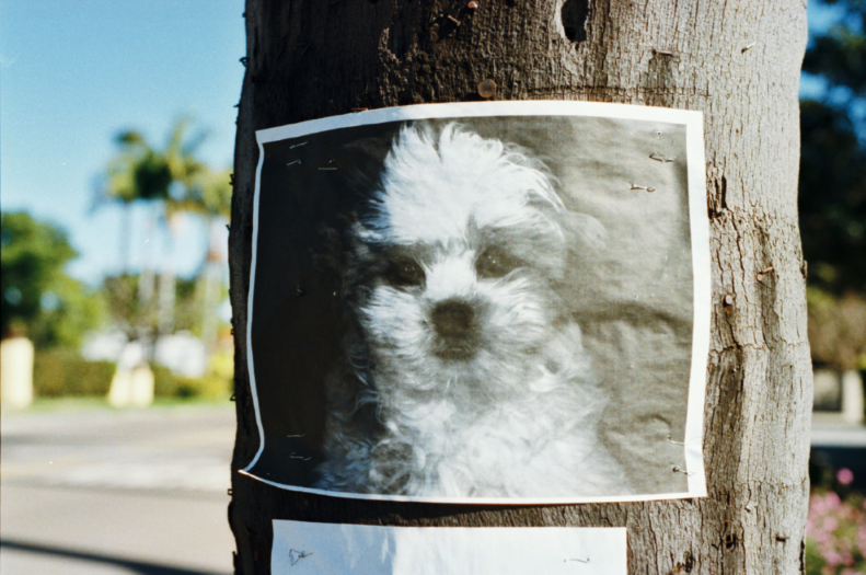 A black-and-white photograph of a fluffy white dog with dark eyes, nose, and ears, stapled to a tree trunk outdoors