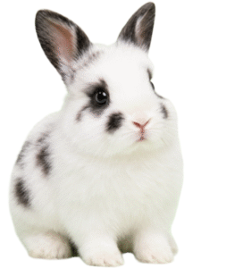 Cute white rabbit with black spots, sitting upright and facing forward.